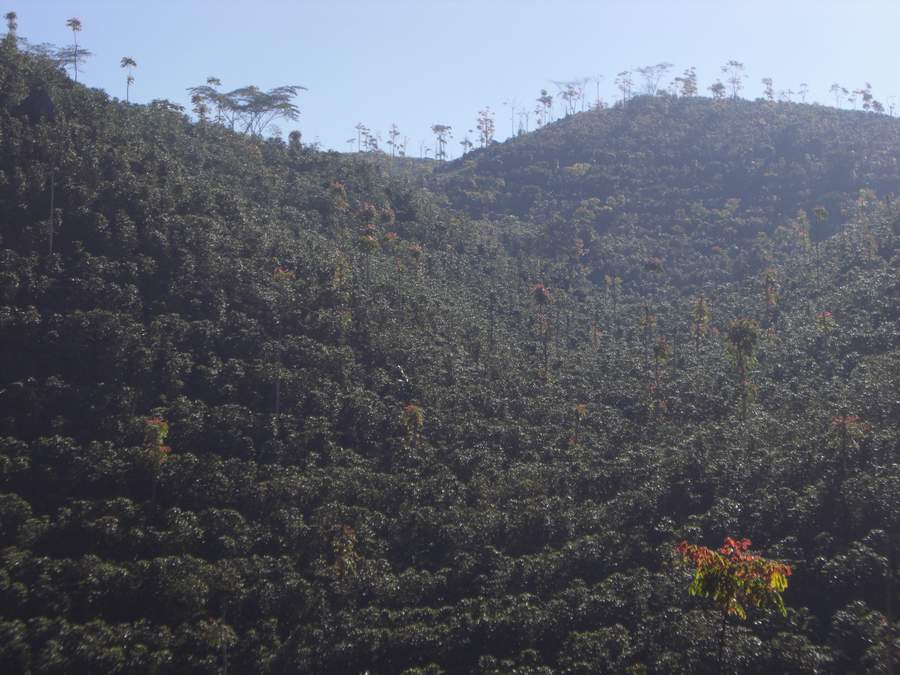 c008
